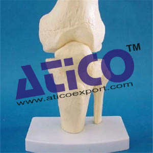 Knee Joint Skeleton Model