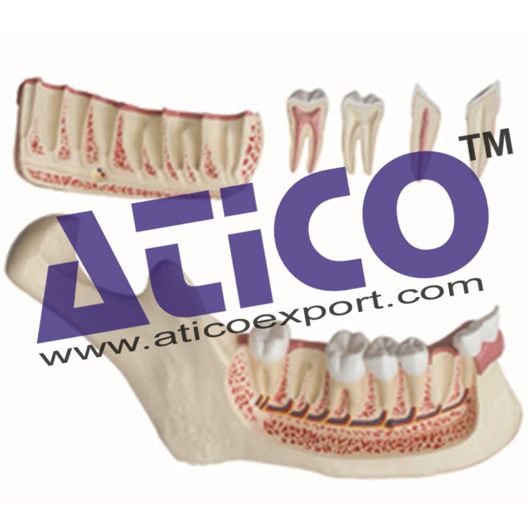 Lower Jaw - 6 Parts