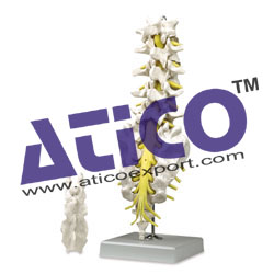 Lumbar Spinal Column With Sacral And Coccyx Bones