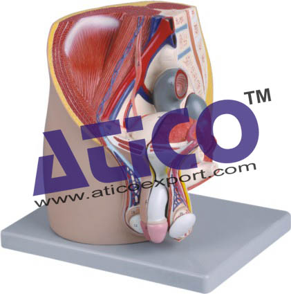 Male Pelvis - 4 Parts