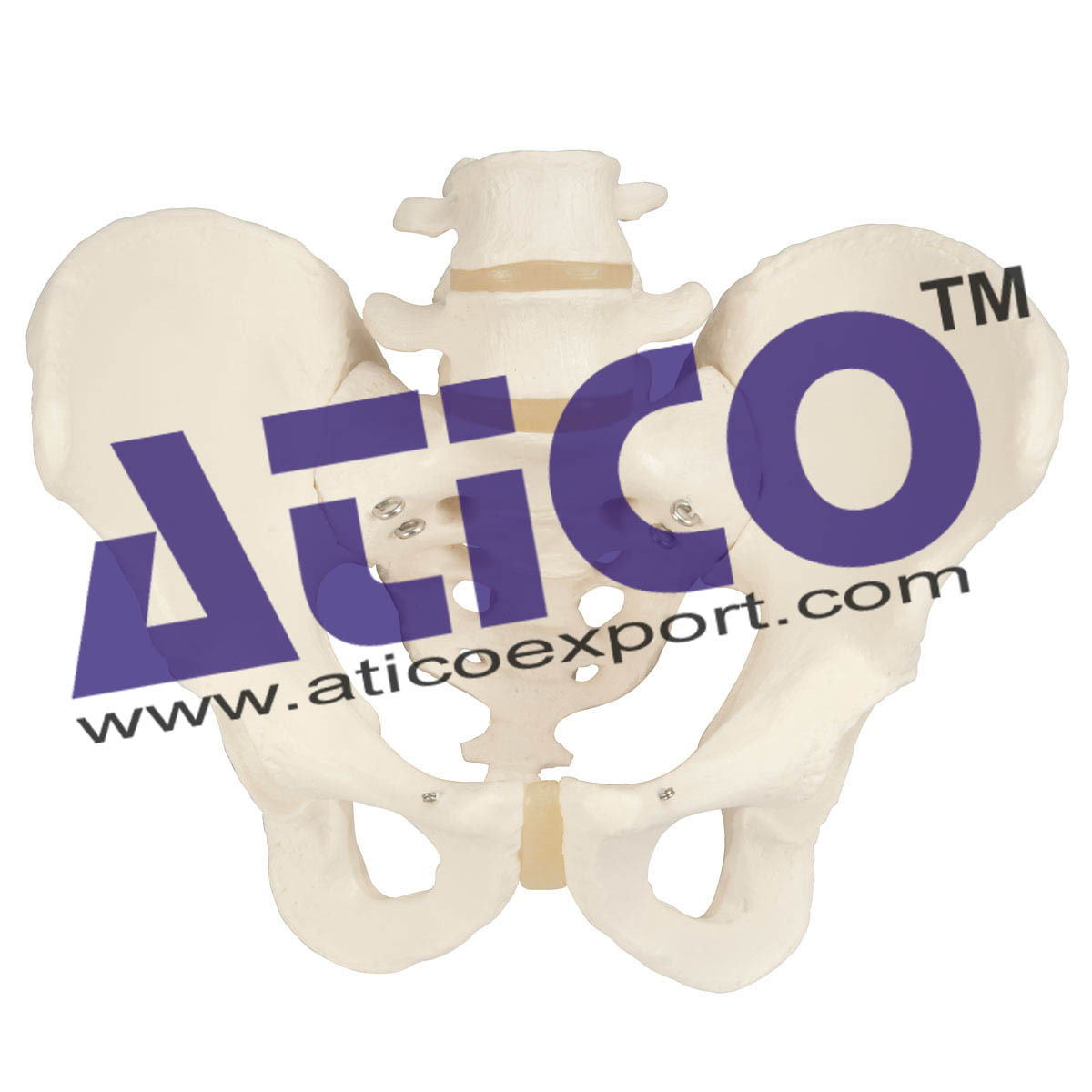 Male Skeletal Pelvis