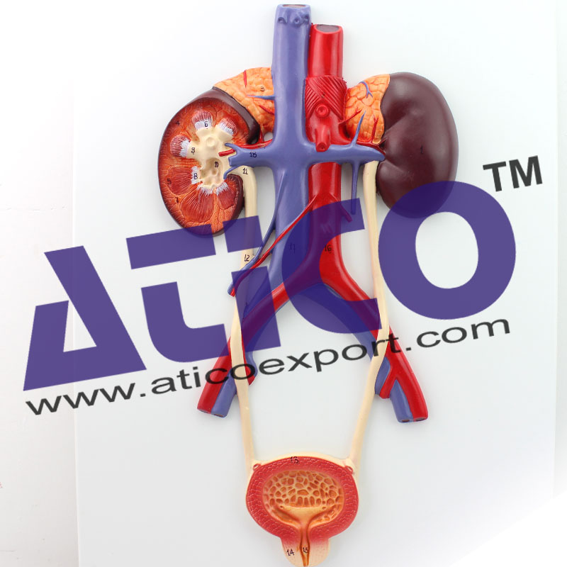 Human Urinary Bladder Model