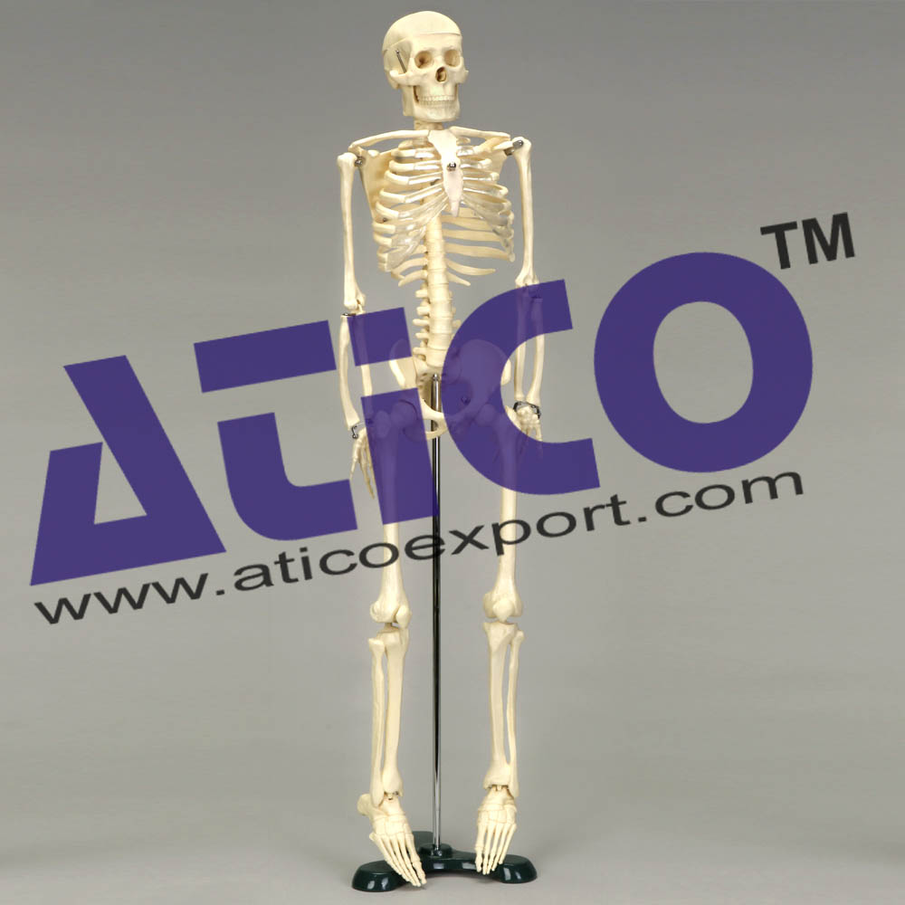 Mini Skeleton