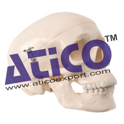 Mini Skull 3 Part