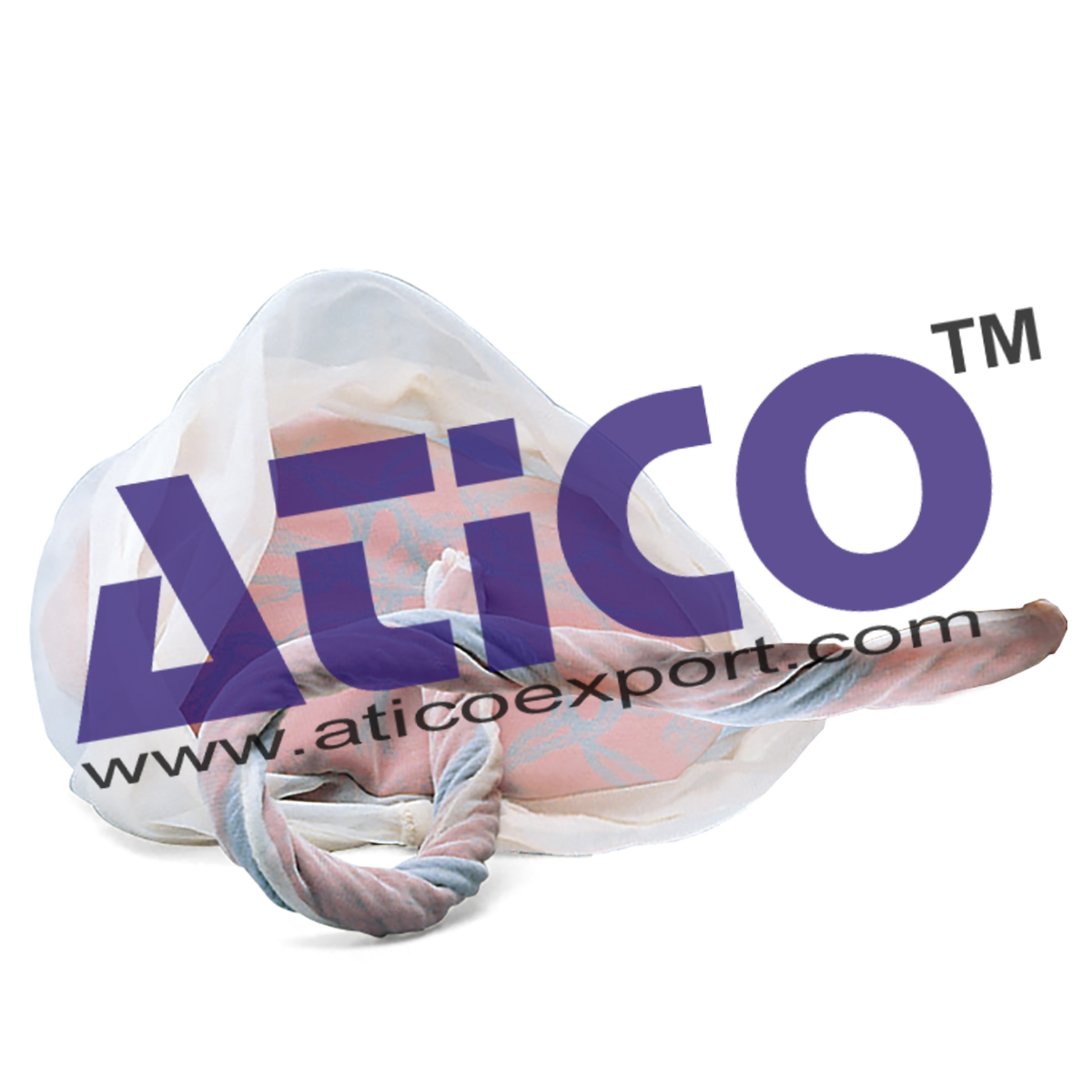 Model of Placenta - Umbilical Cord