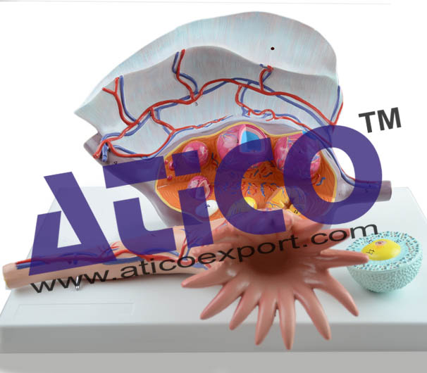 Ovary Structure Model