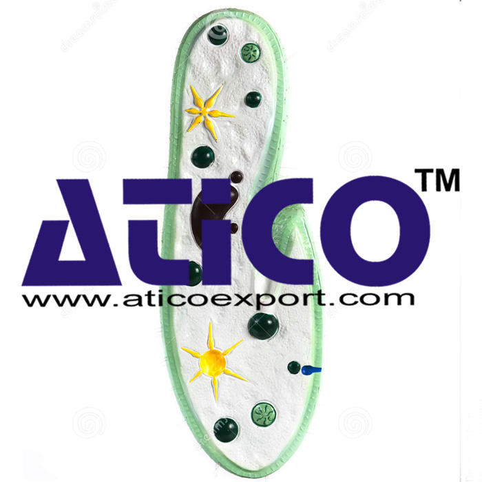 Paramecium Model
