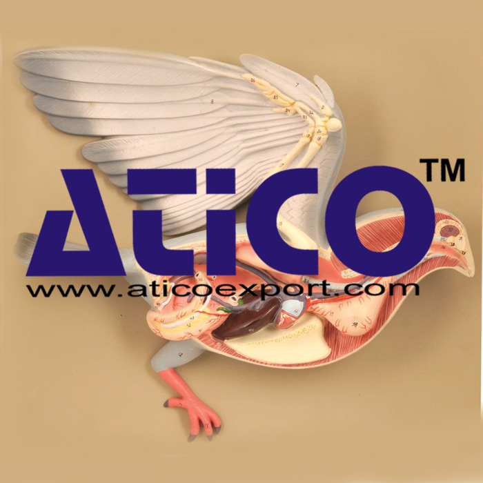 Pigeon Dissection Model