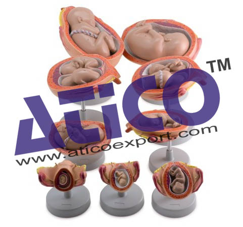 Pregnancy Model Set Model
