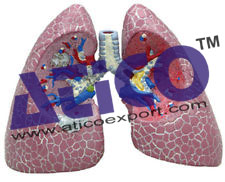 Human Lung Model