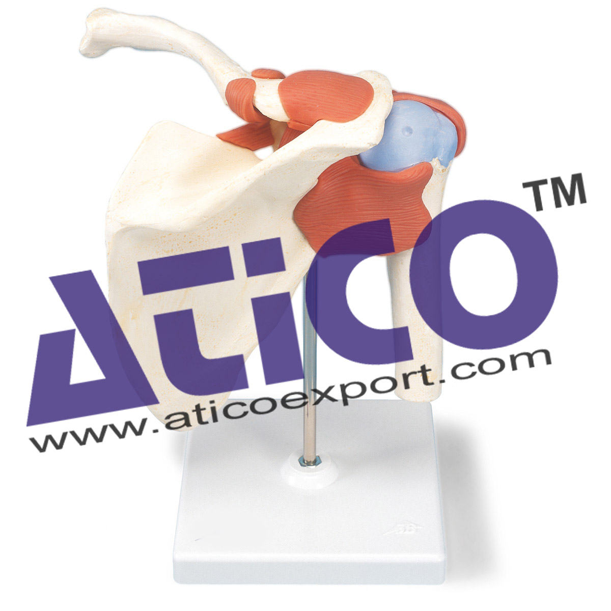 Shoulder Joint Model