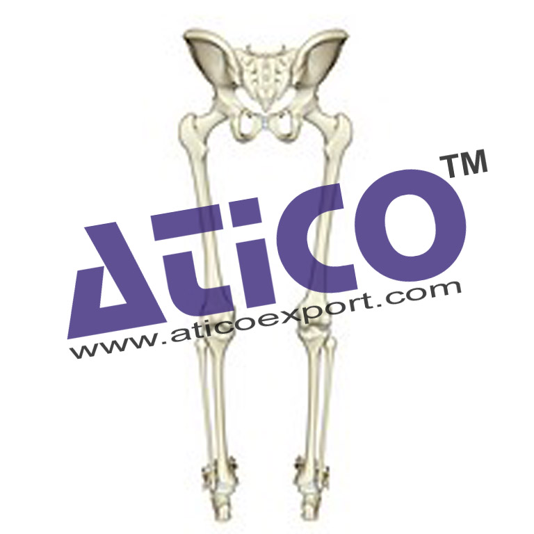 Skeleton Of Lower Limb With Half Pelvis