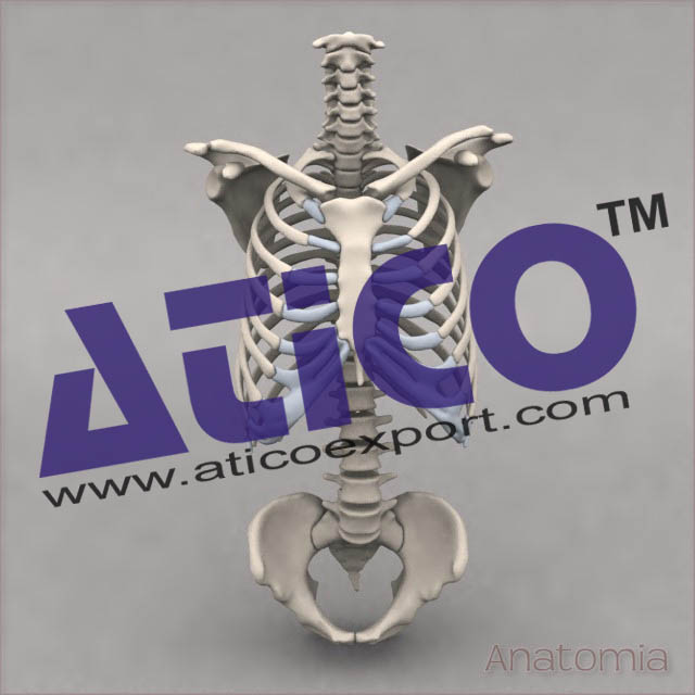 Skeleton Of The Human Trunk