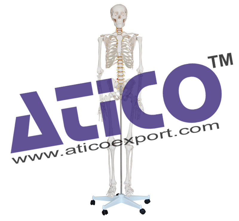 Skeleton With Joints