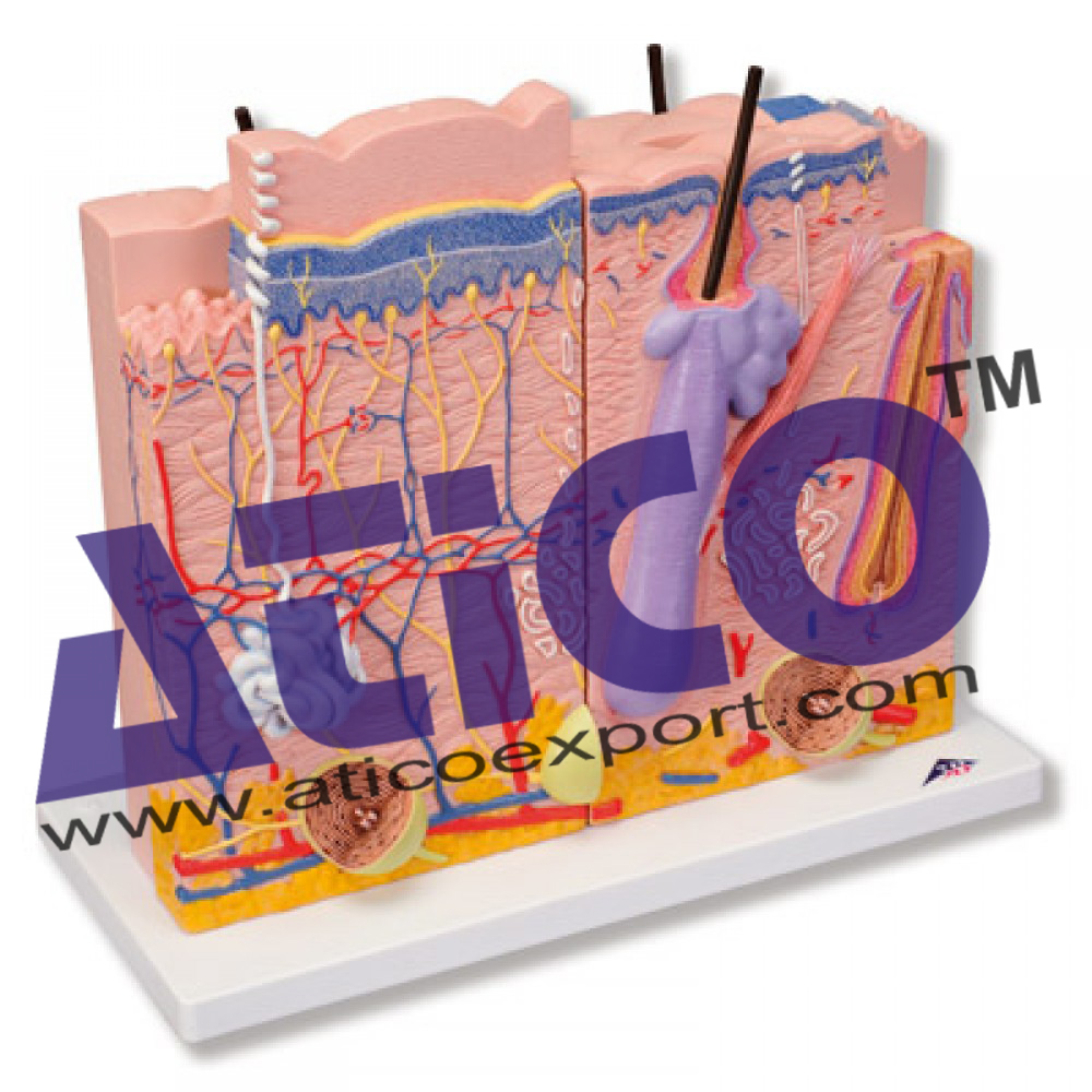 Skin Section Model