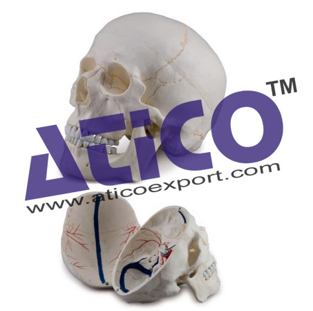 Skull With Blood Vessels - 3 Parts