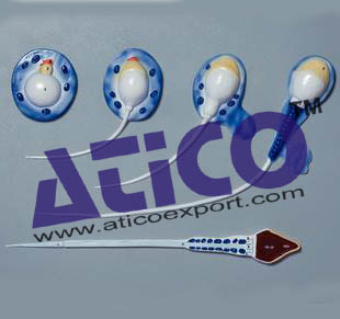 Spermatogenesis Models