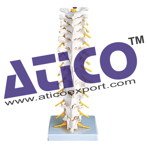 Thoracic Spinal Column