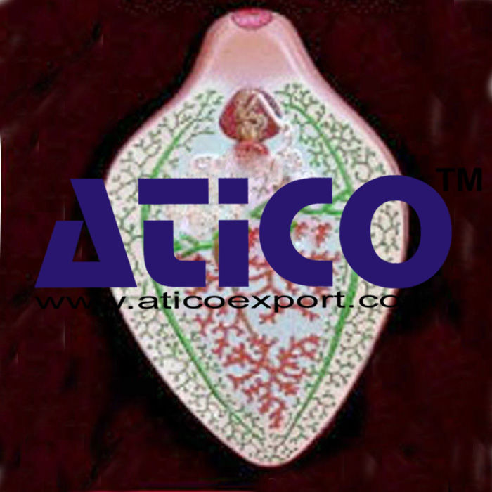 Trematoda Model